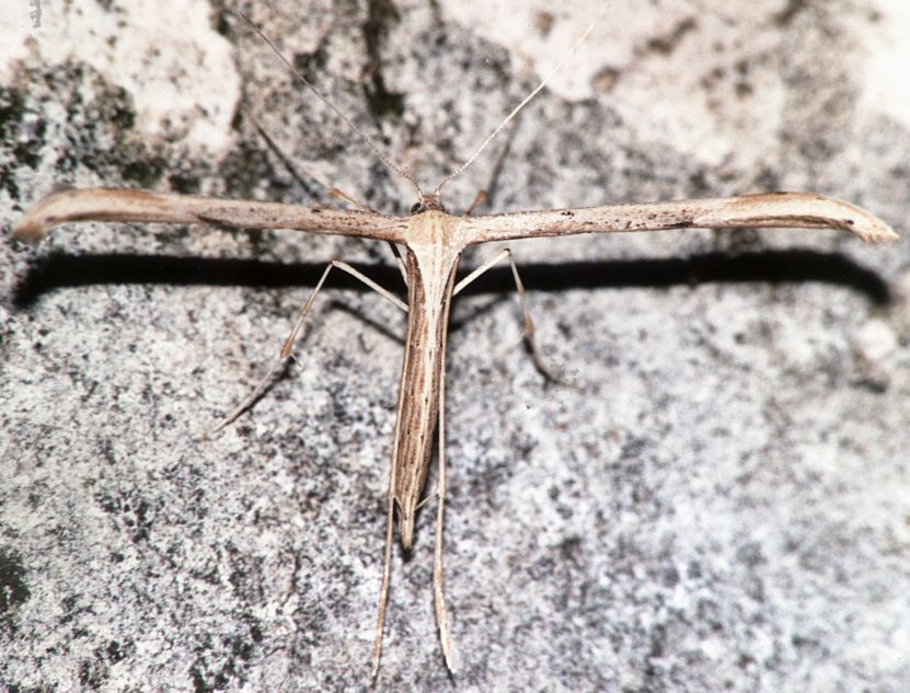 Pterophoridae da identificare